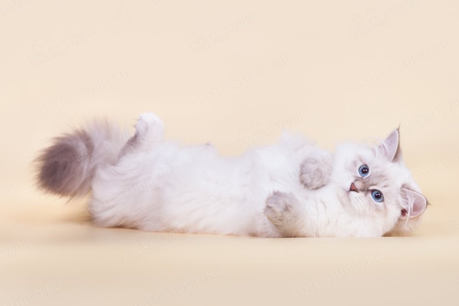 Невская маскарадная кошка