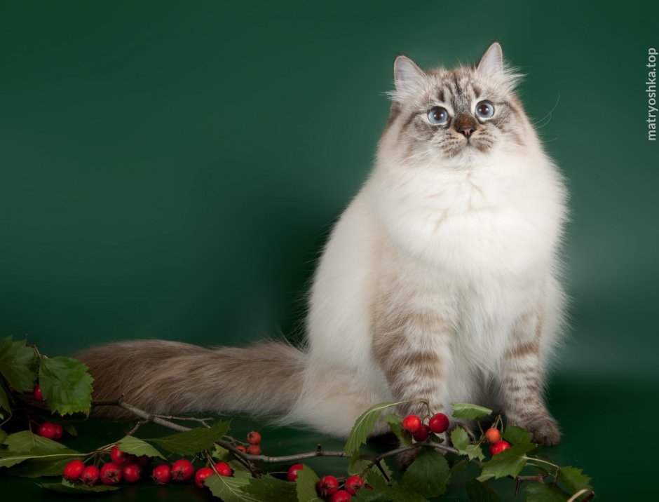 Невская маскарадная кошка Сиамская