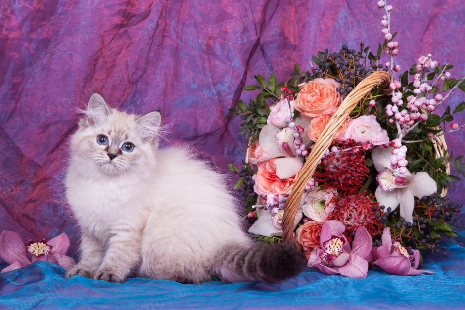 Невская маскарадная кошка