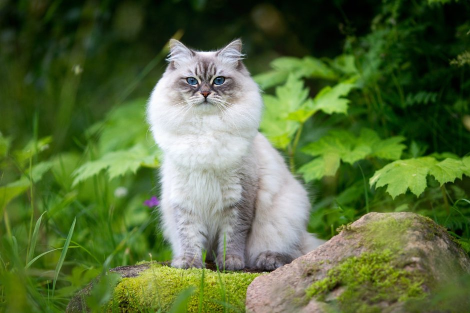 Пазлы Невские маскарадные котята
