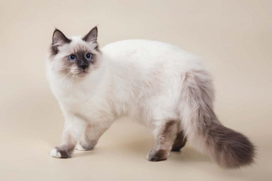 Невская маскарадная кошка колор Пойнт