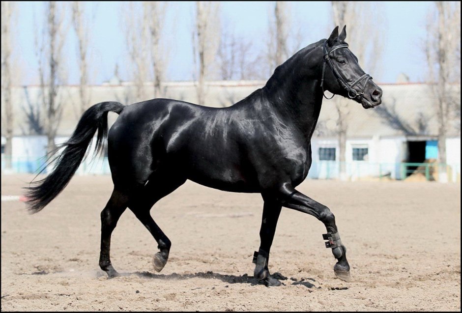 Орловский рысак жеребёнок