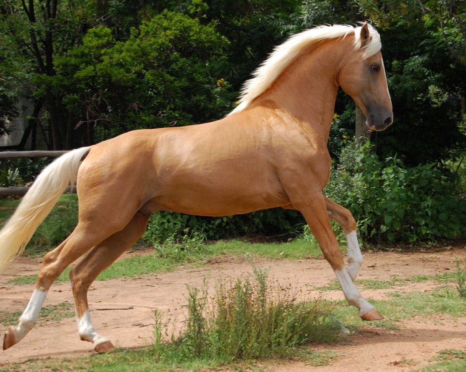 Лузитано караковый