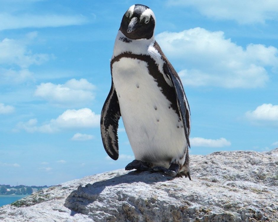 Penguins standing near