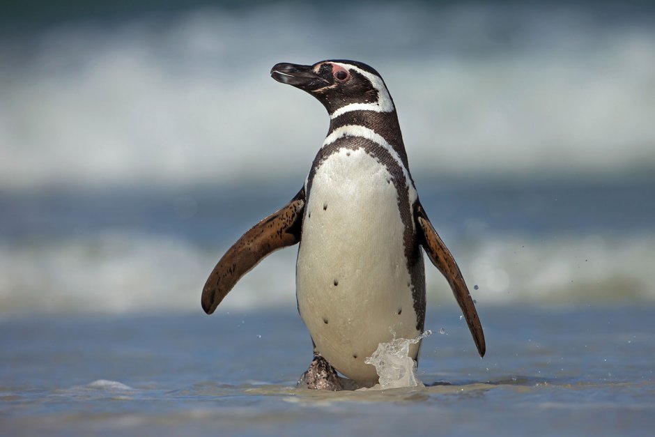 Puma Penguin