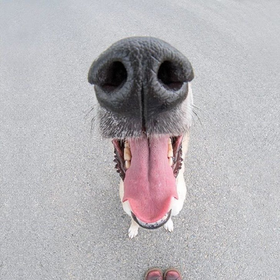 Собака носом в камеру