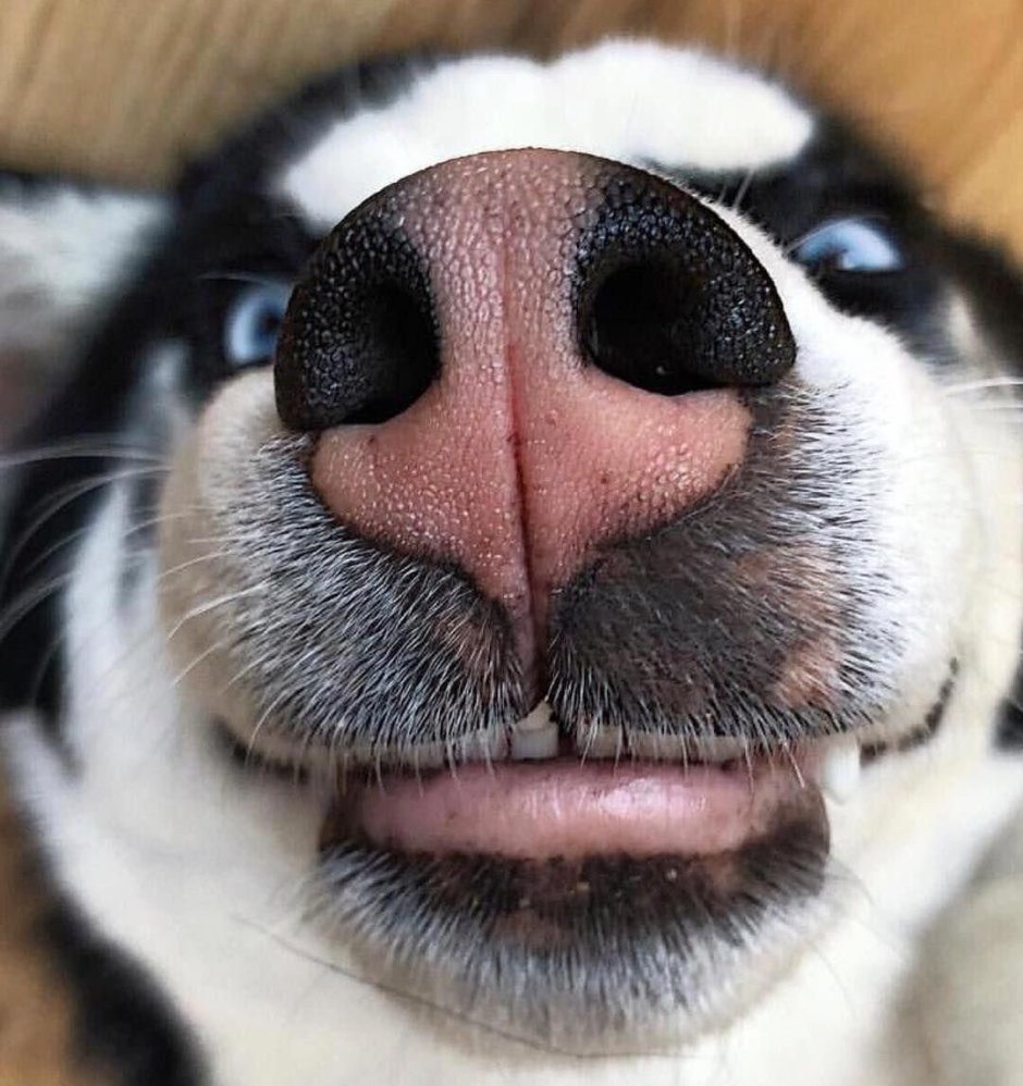 Собачий нос