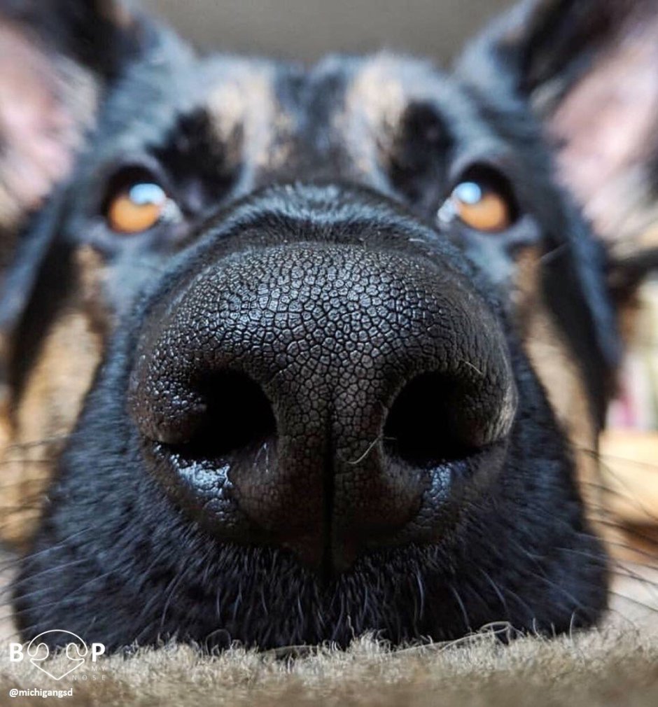 Белое пятно на носу у собаки