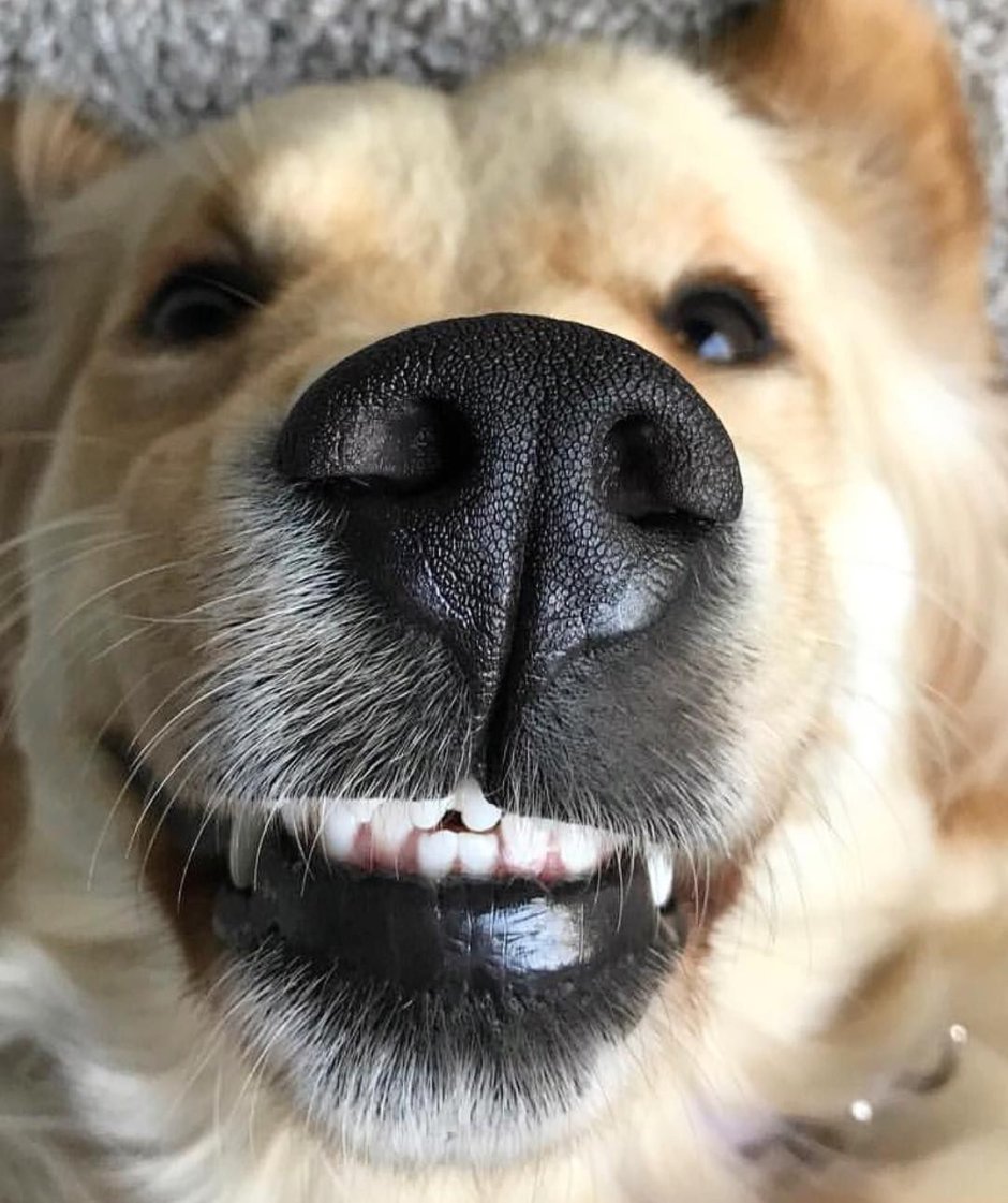 Собака носом в экран