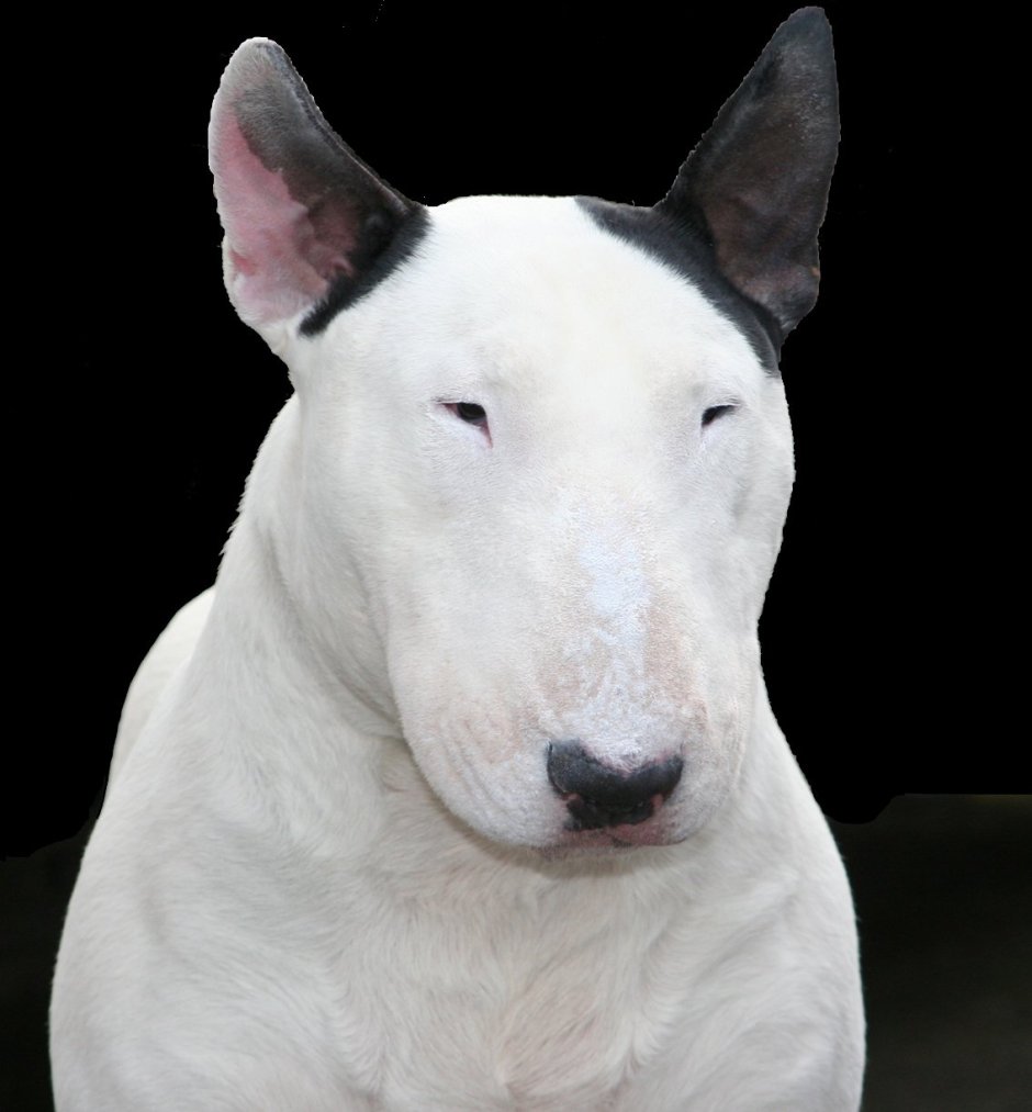 Собака носом в камеру