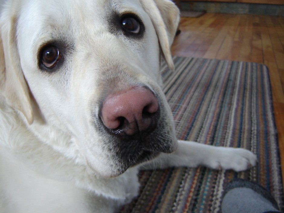 Жёсткошерстный бультерьер