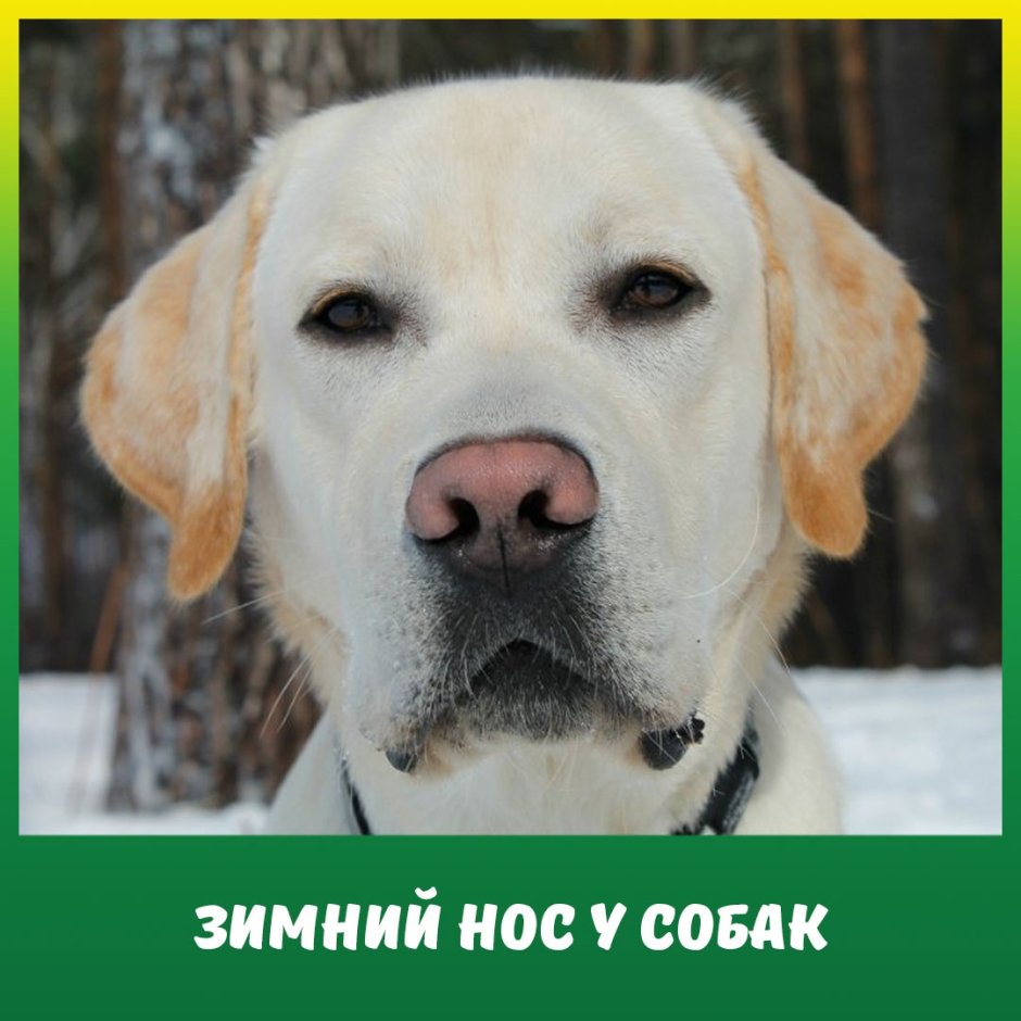 Лабрадор ретривер нос