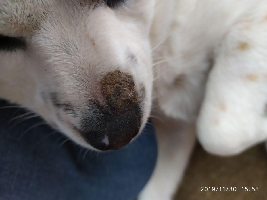 Хаски с розовым носом