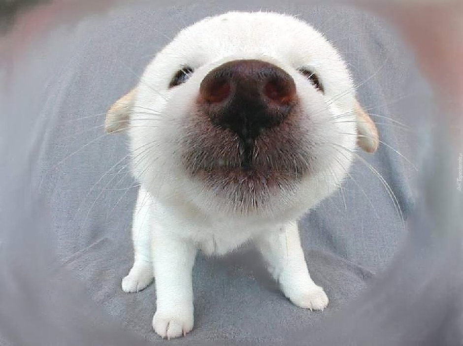 Лабрадор ретривер нос