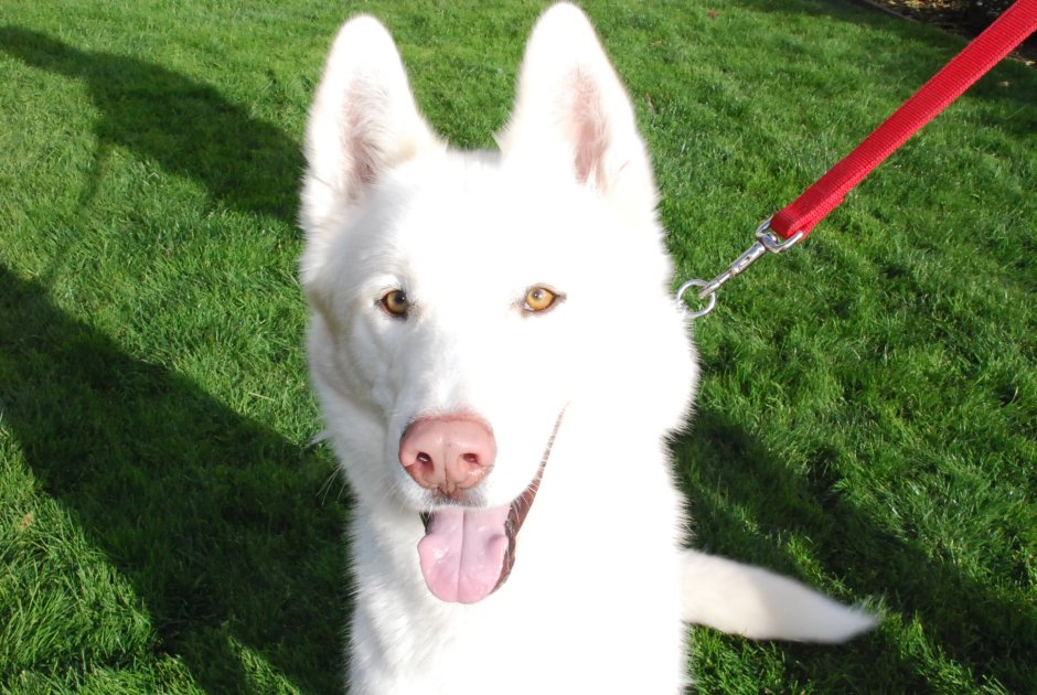 Собачий нос под микроскопом