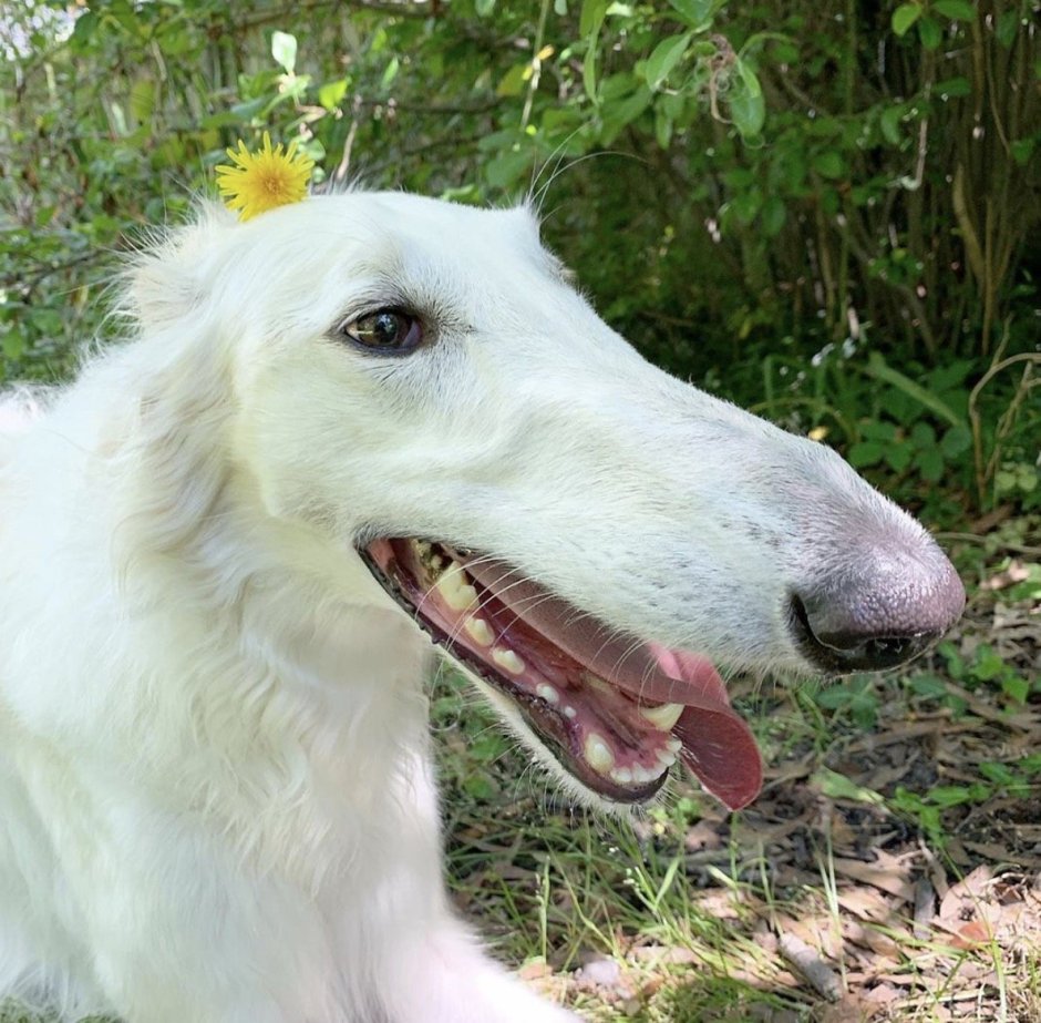 Морда собаки крупным планом