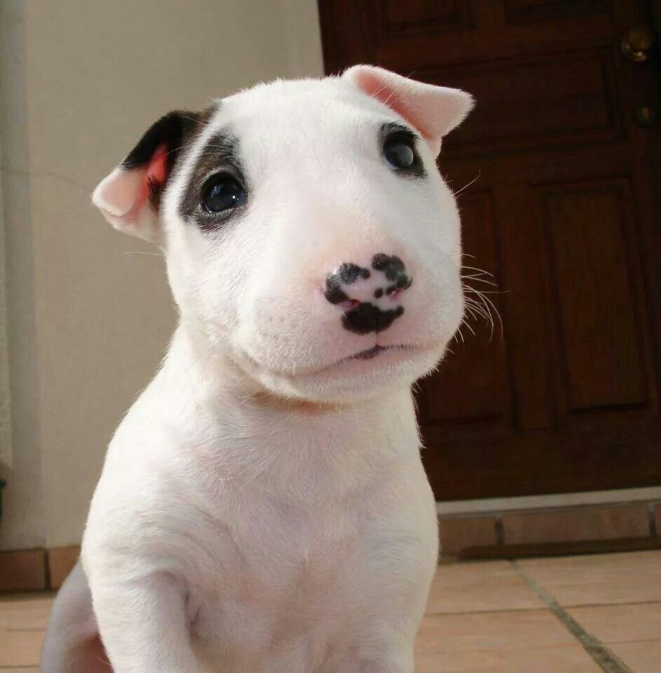 Смешная морда