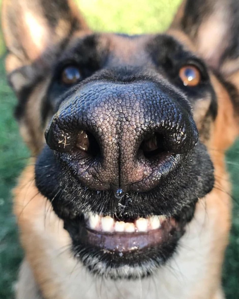 Смешные морды собак