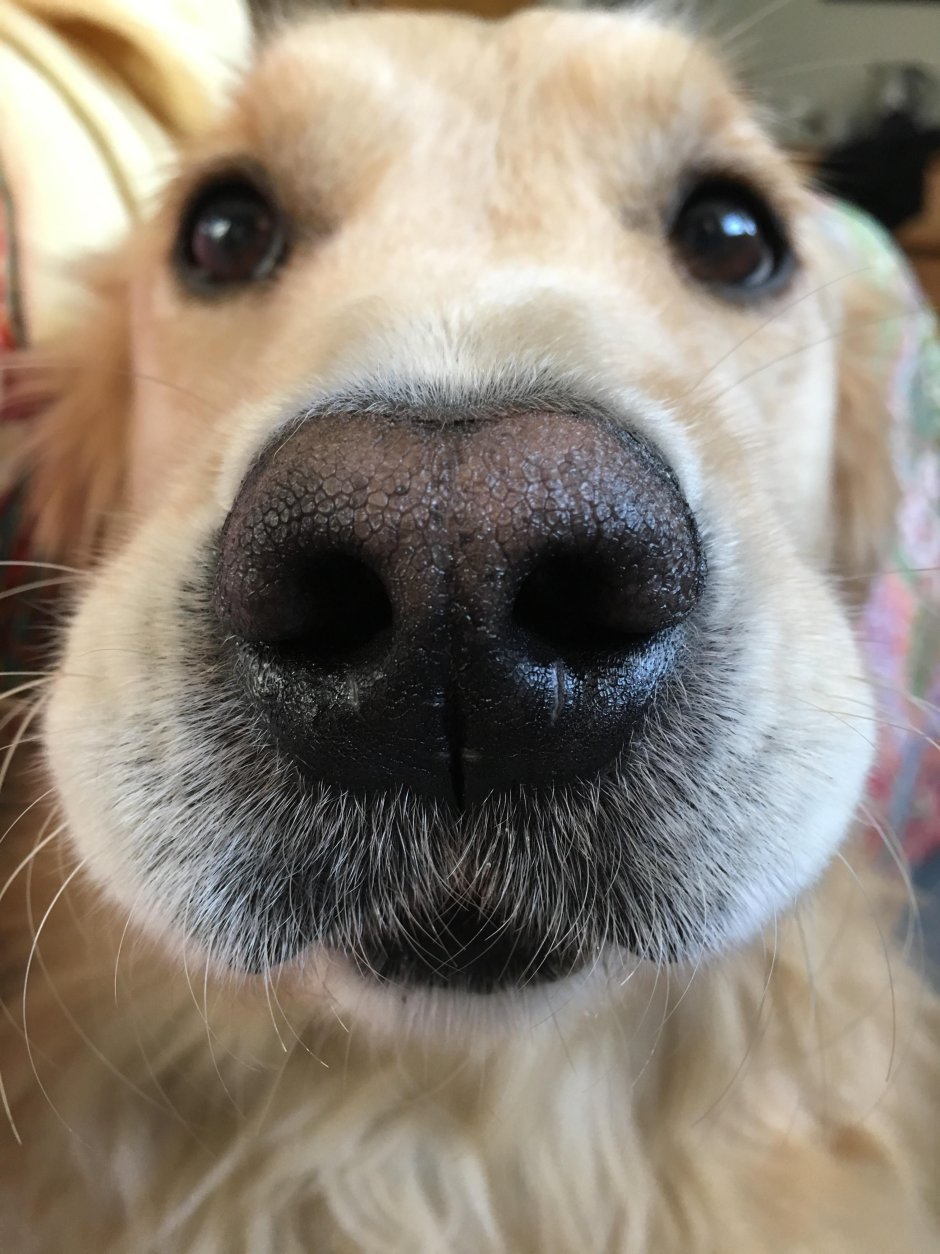 Гиперкератоз у собаки на носу