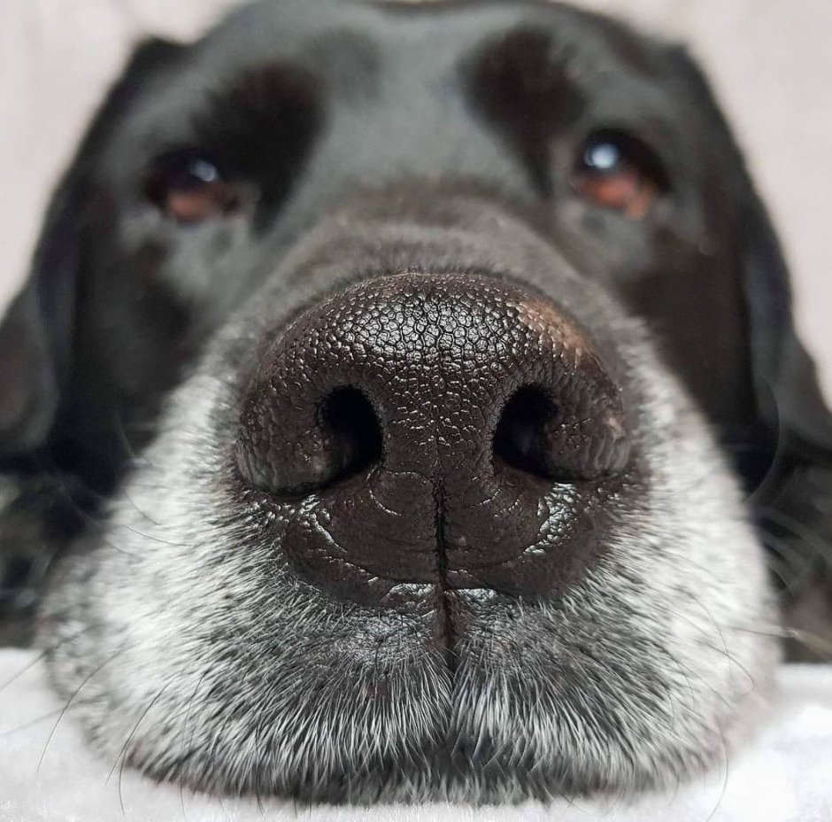 Бультерьер в профиль