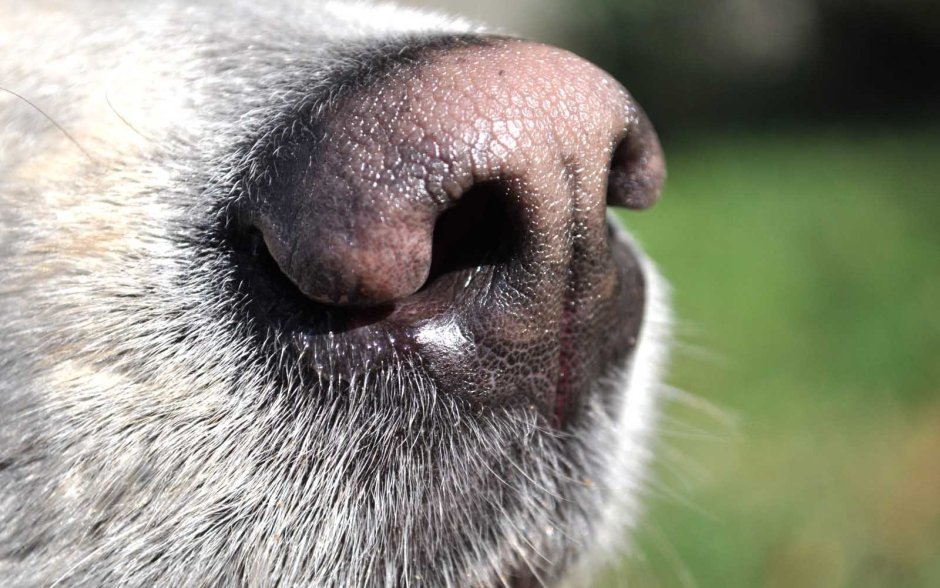 Бультерьер альбинос