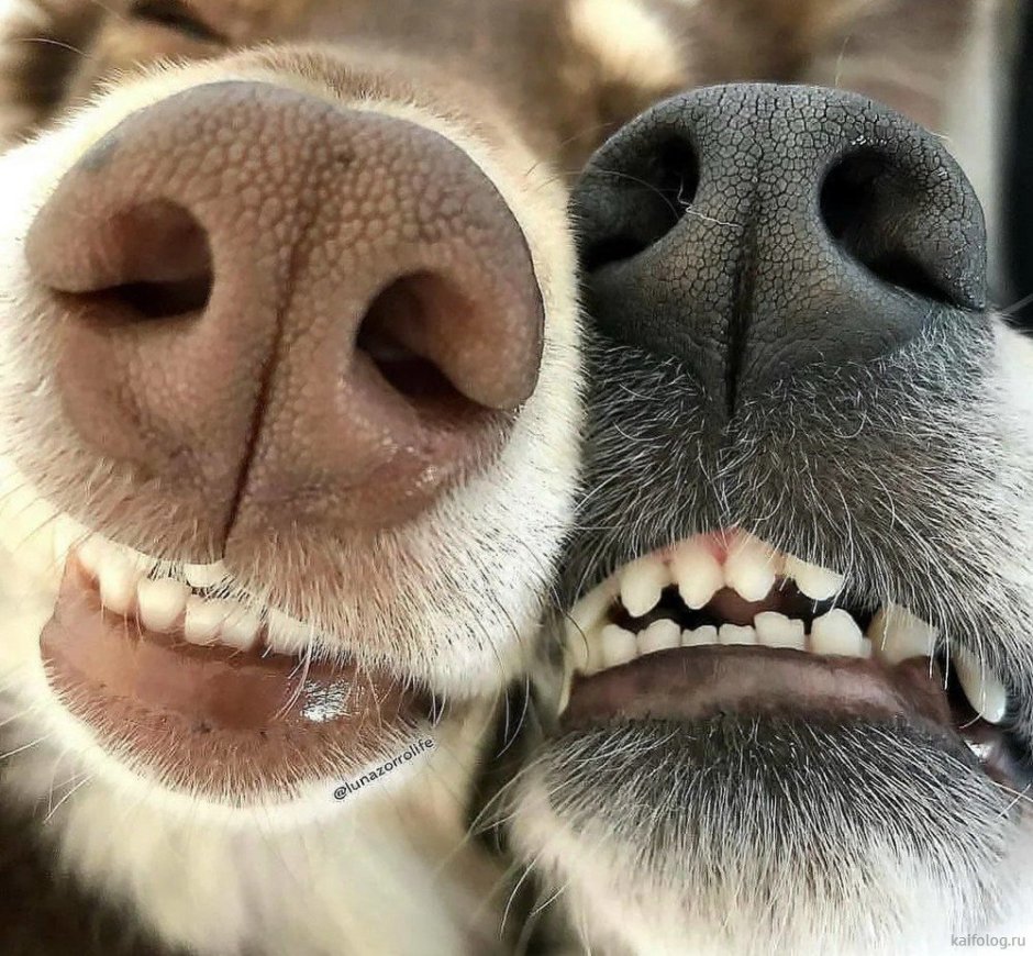 Собачий нос