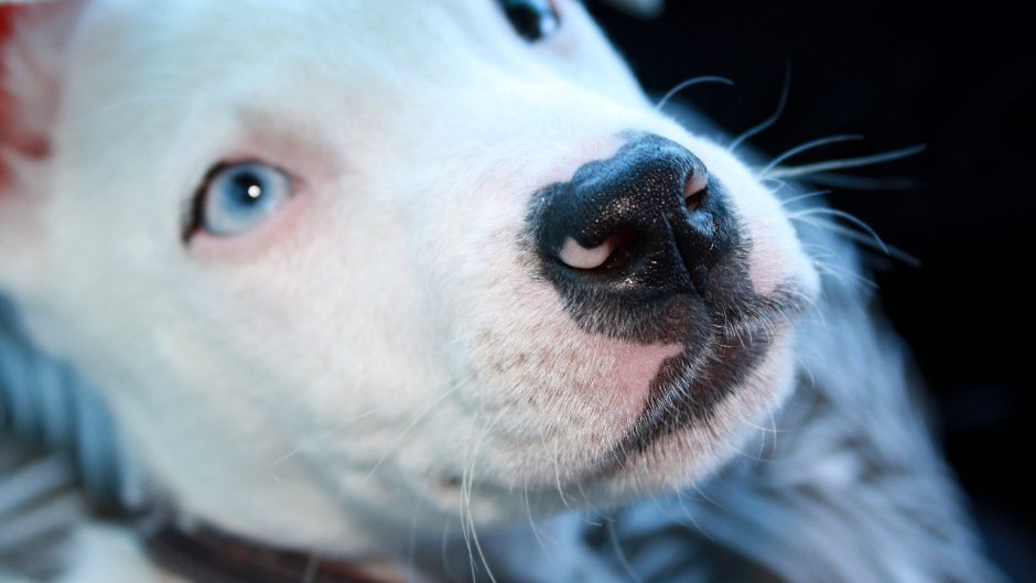 Милая морда собаки