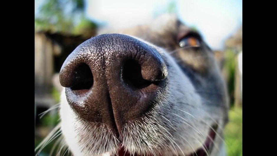 Носы животных