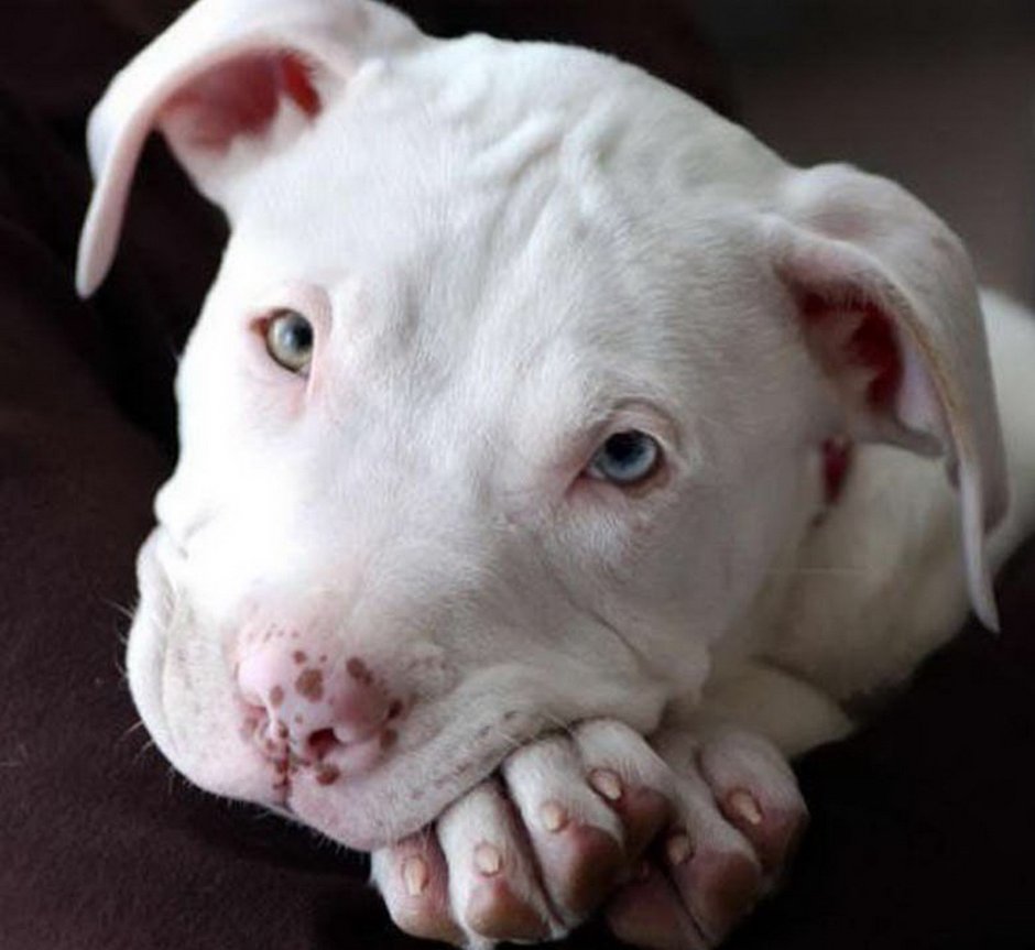 Ноздри собаки