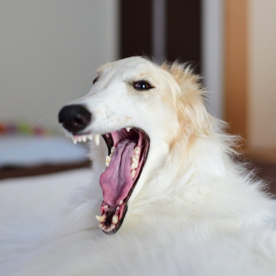 Русская псовая борзая злая