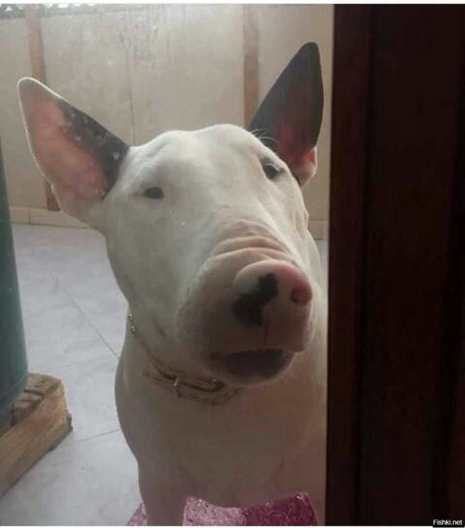 Нос собаки после контакта с огнем