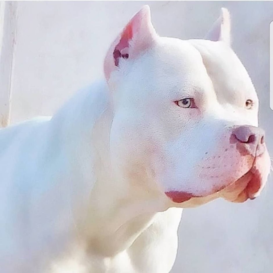 Русская борзая Эрис