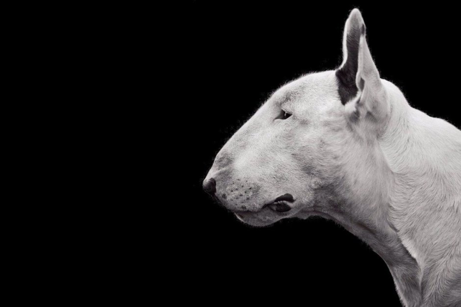 Питбультерьер альбинос