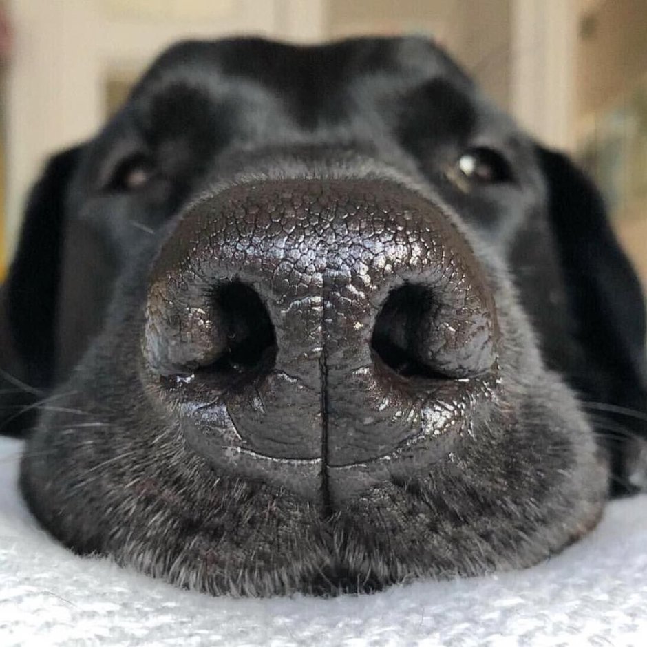 Спаниель болячка на носу