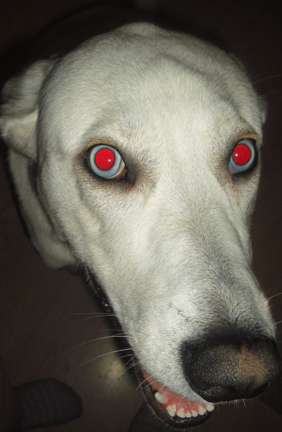 Пироплазмоз у собак симптомы