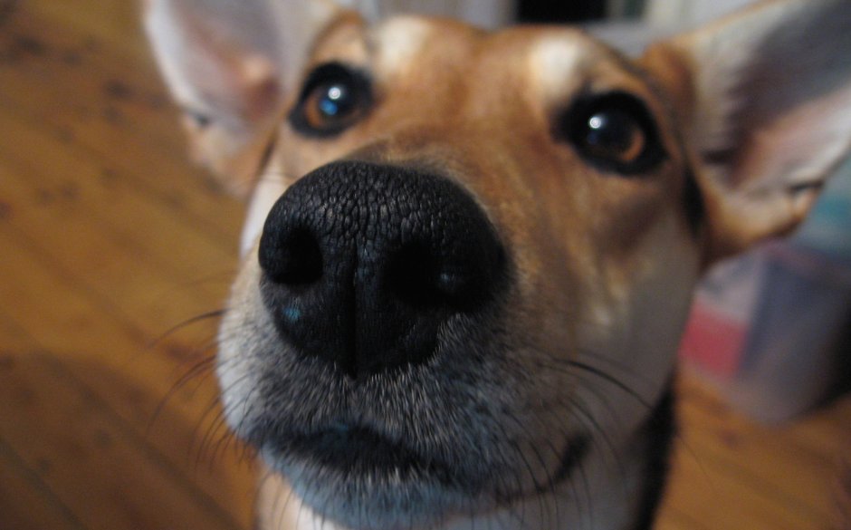 Нос собаки сбоку