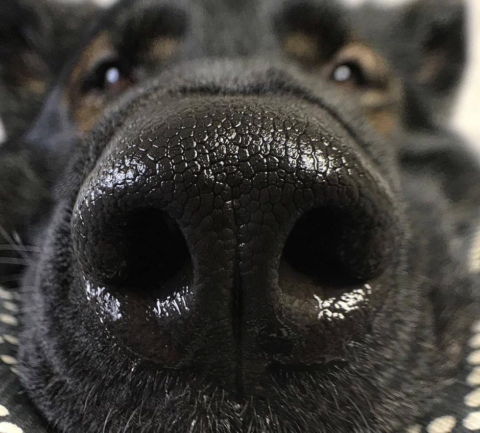 Собака с коричневым носом