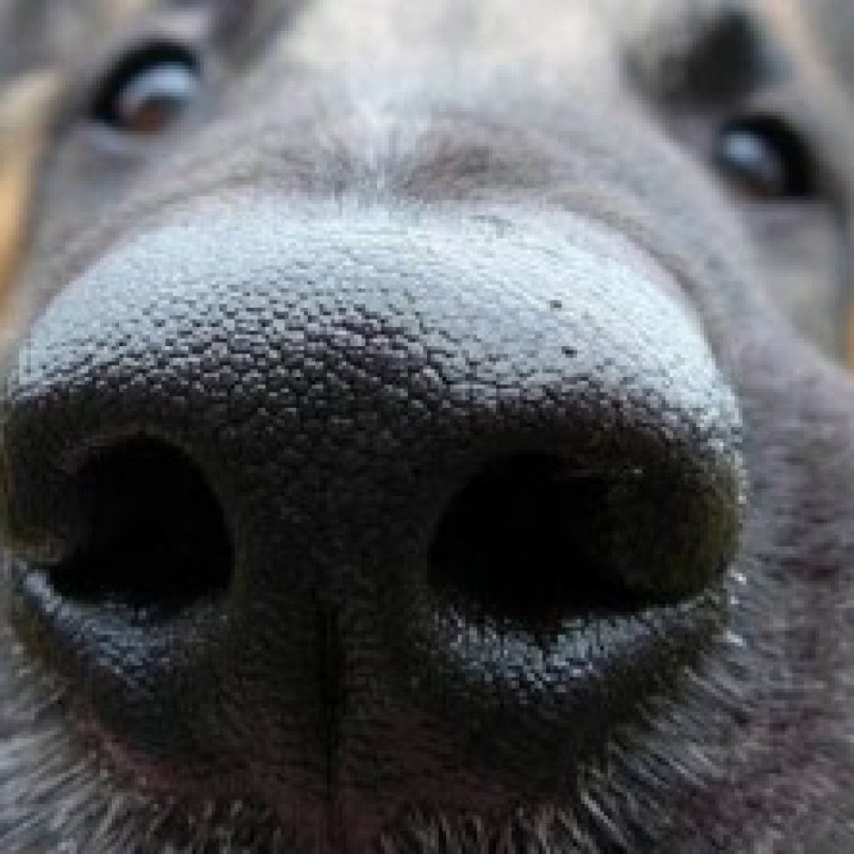 Белая собака с розовым носом