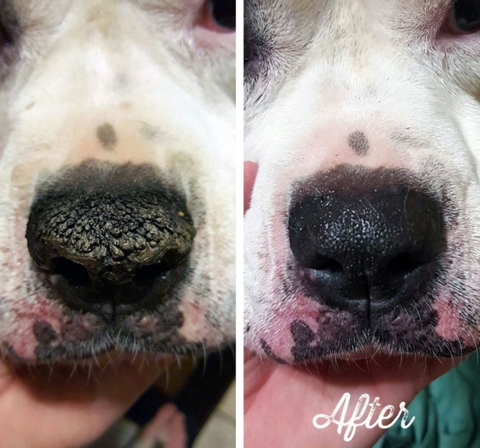 Белая собака с розовым носом