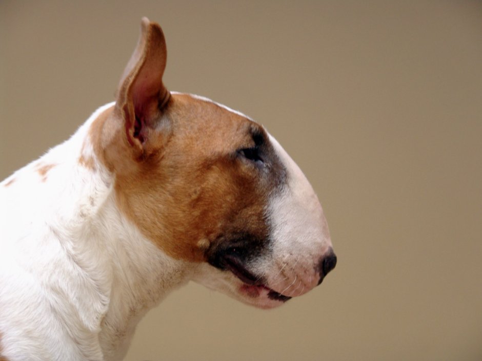 Мокрый нос собаки