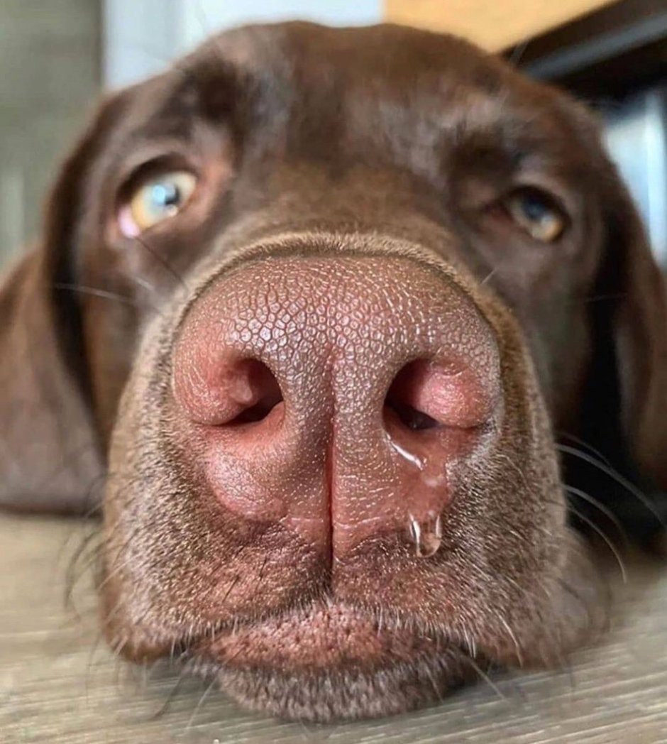 Питбуль белый щенок с голубыми глазами