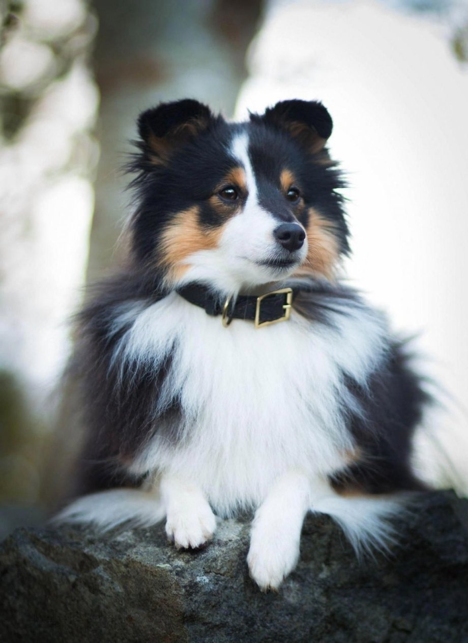 Шелти порода собак