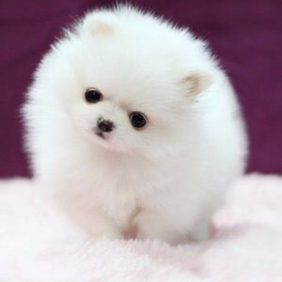 Шпиц карликовый белый