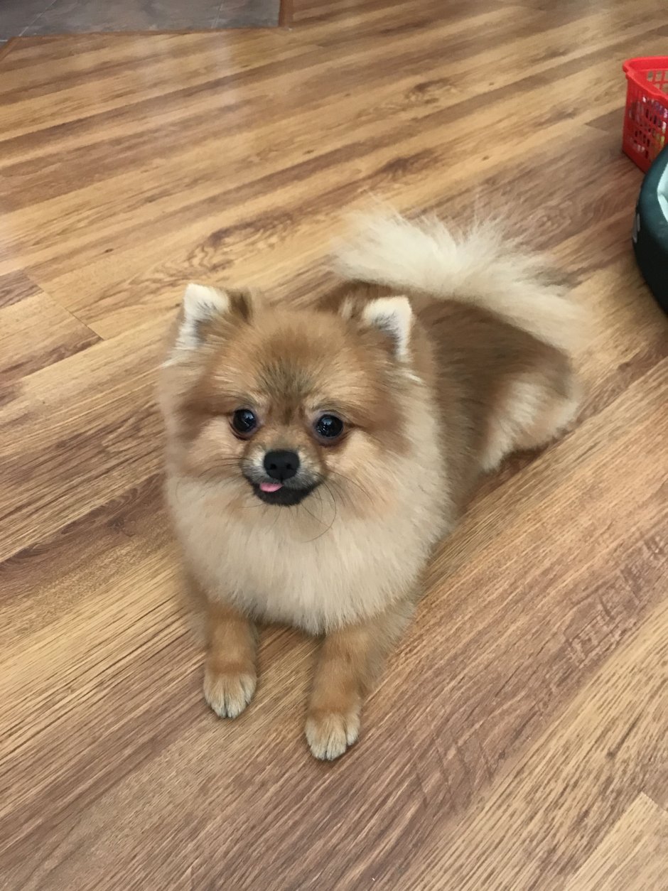 Сколько стоит собака шпиц