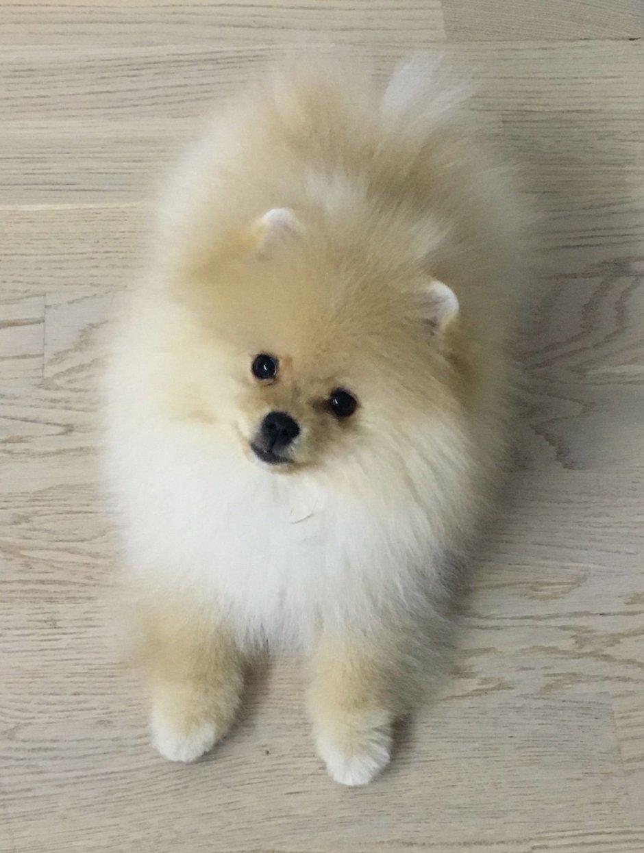 Шотландский шпиц