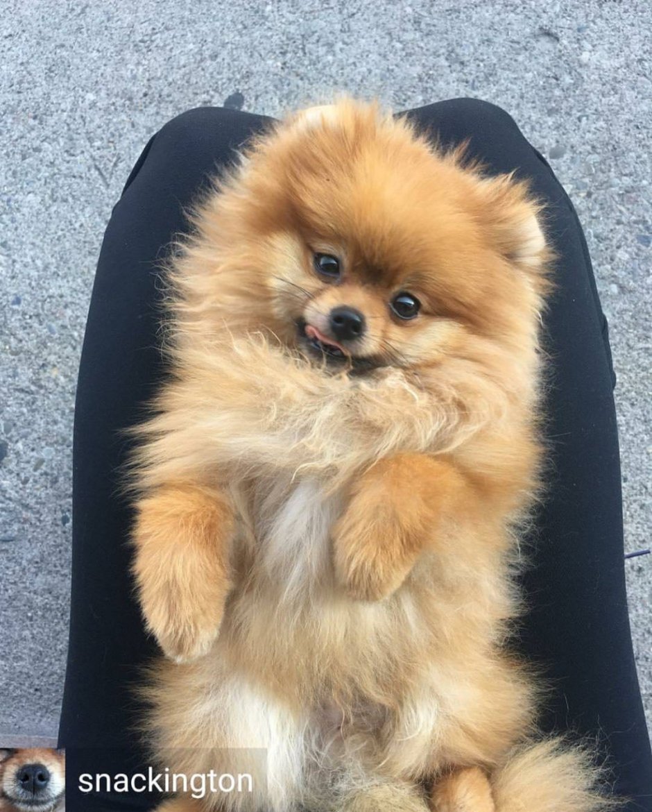 Шпиц Пинтерест