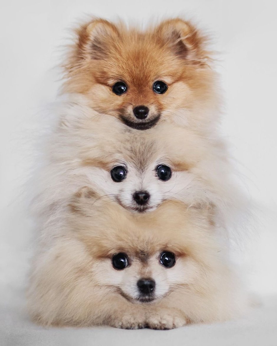 Померанский шпиц милый