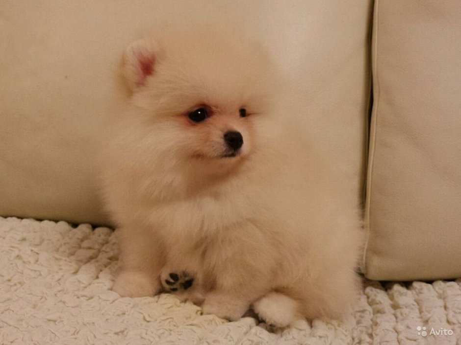 Шпиц Беби долл