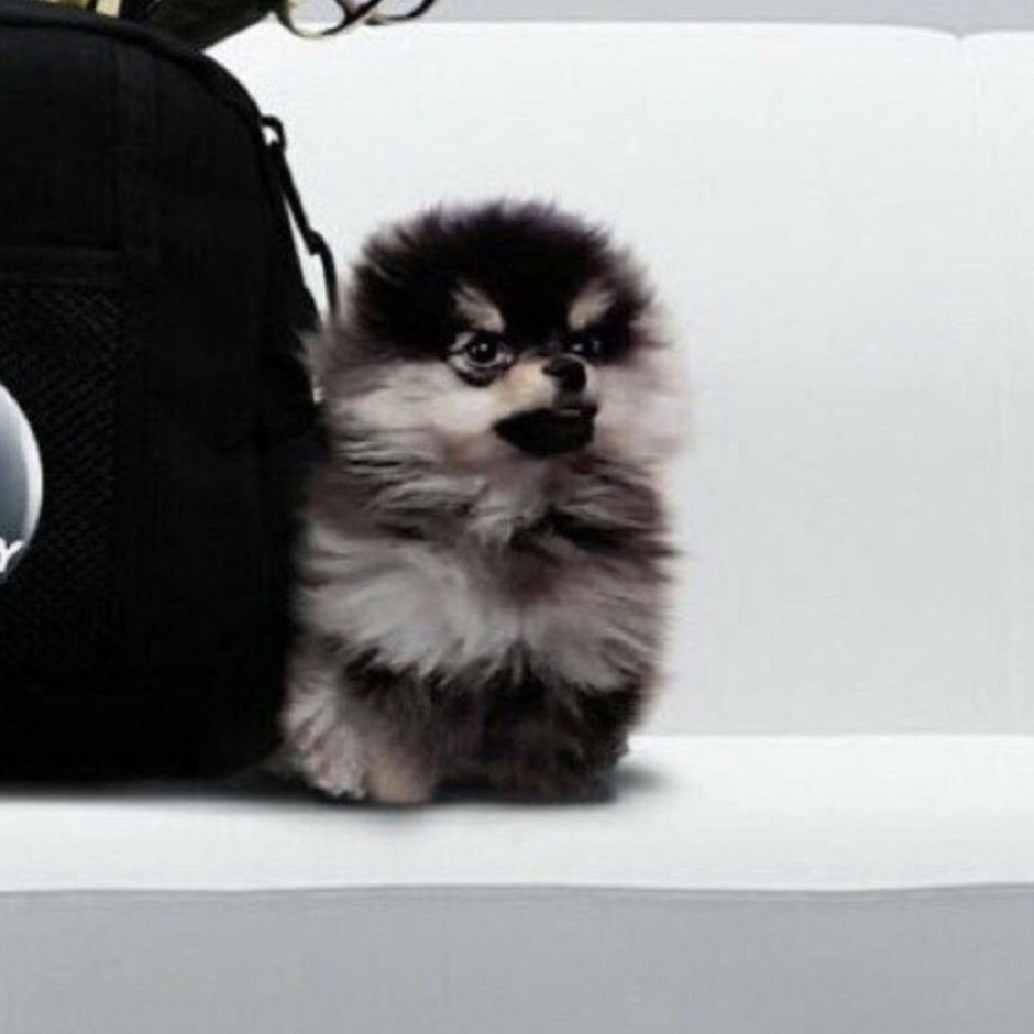 Шпиц Тэхена Ентан