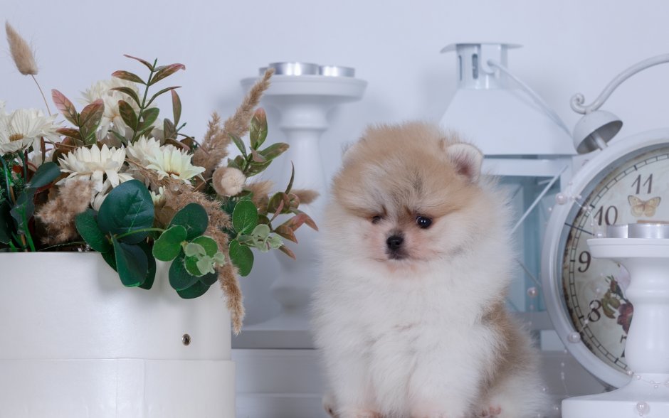 Обои на рабочий стол шпиц